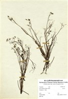 藏品(兔仔菜)的圖片